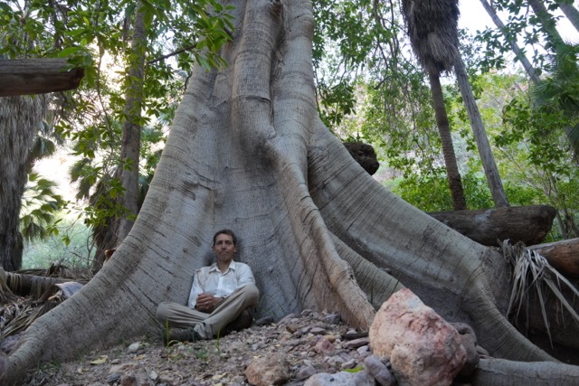 Sky with Ficus insipida in Barajitas Canyon, Sierra El Aguaje