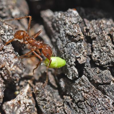 Atta mexicana carrying fungus food (leafcutter ant)