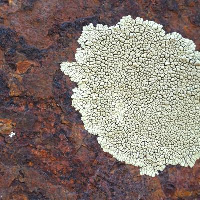 Lichen on rusty rock, Patagonia Mountains