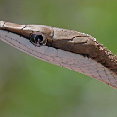Oxybelis aeneus (brown vine snake) close up