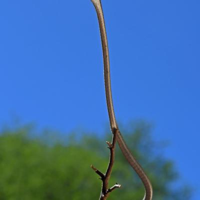 Oxybelis aeneus, brown vine snake