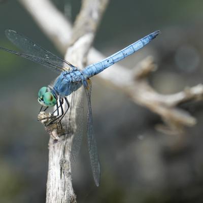 Pachydiplax longipennis, dragonfly