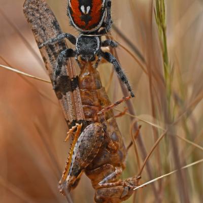 Phidippus carneus carrying trimerotropis pallidipennis (jumping spider eating grasshopper)