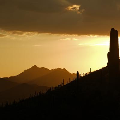 Sunset with saguaros from Sentinel Peak in Tucson, AZ