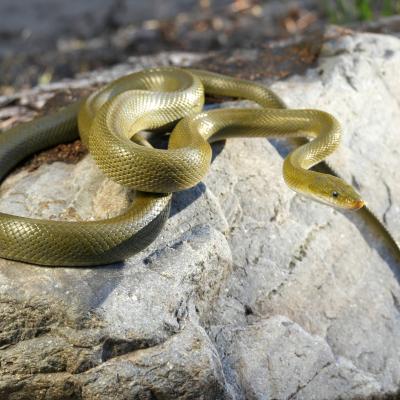 Senticolis triaspis, green rat snake