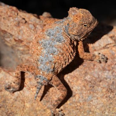 Ditmars (Rock) horned lizard juvenile, Phrynosoma ditmarsi