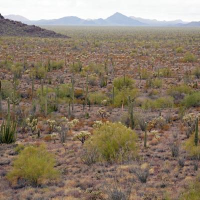 Lower Sonoran Desert scene, Organ Pipe NM