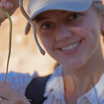 Herper with Sonoran Whipsnake, Masticophis bilineatus