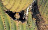 Sonoran Desert Conservation Plan Documentary Video thumbnail